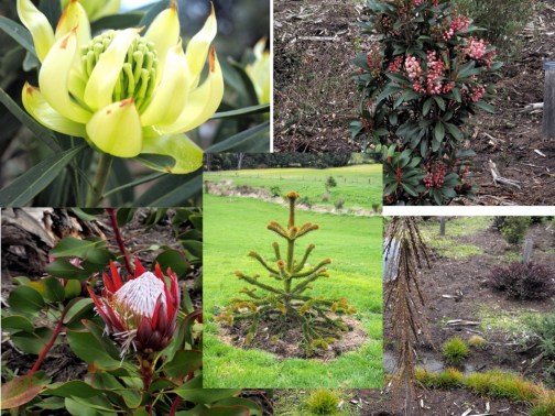 Flora of Gondwana.jpg